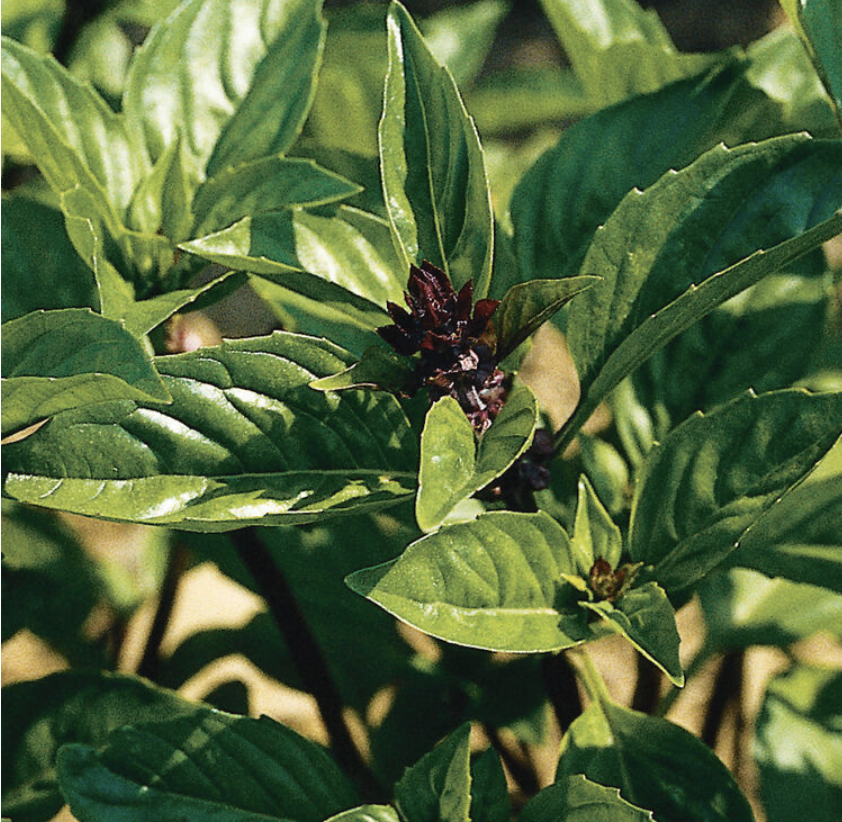 Basil
