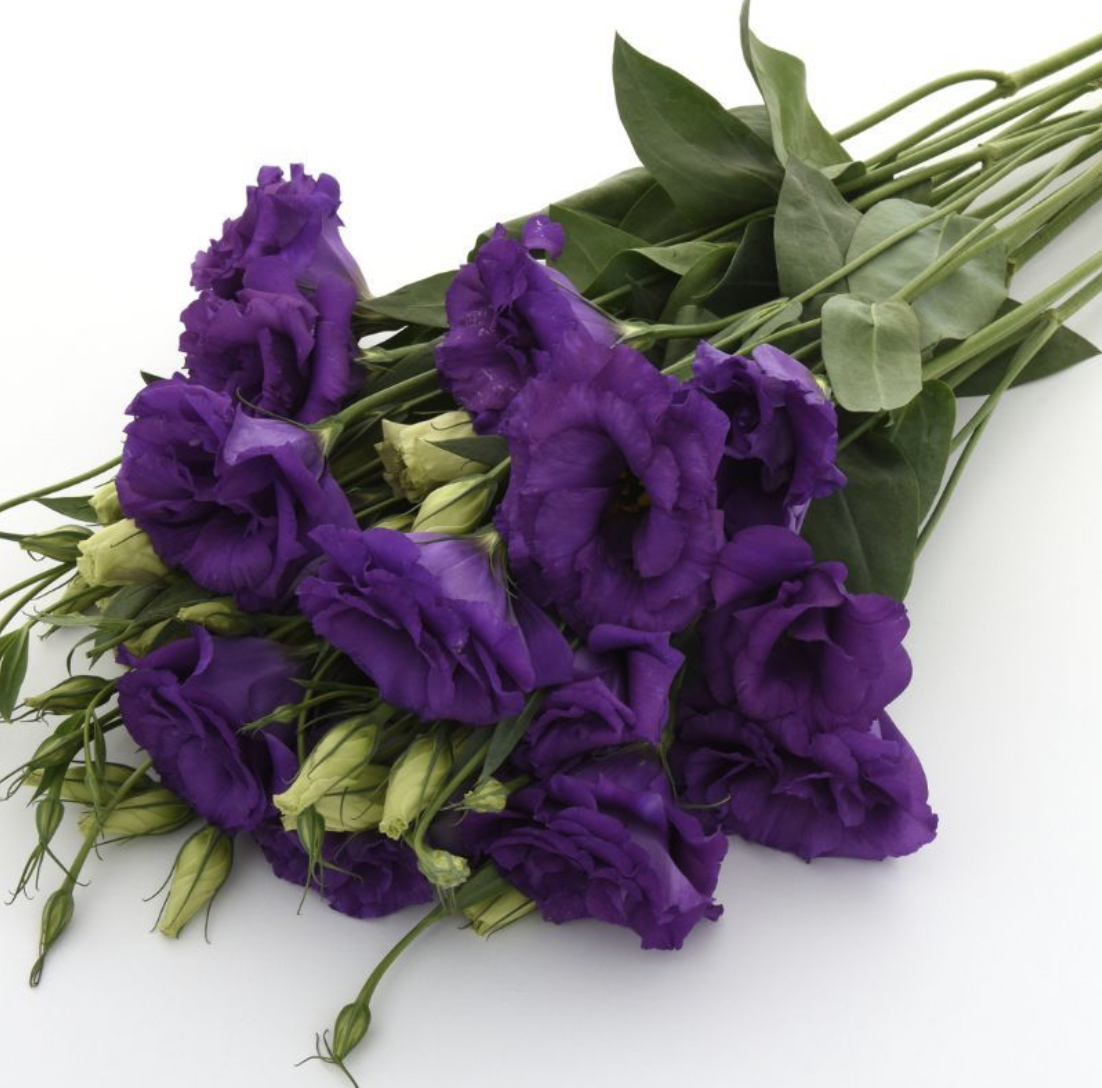 Lisianthus