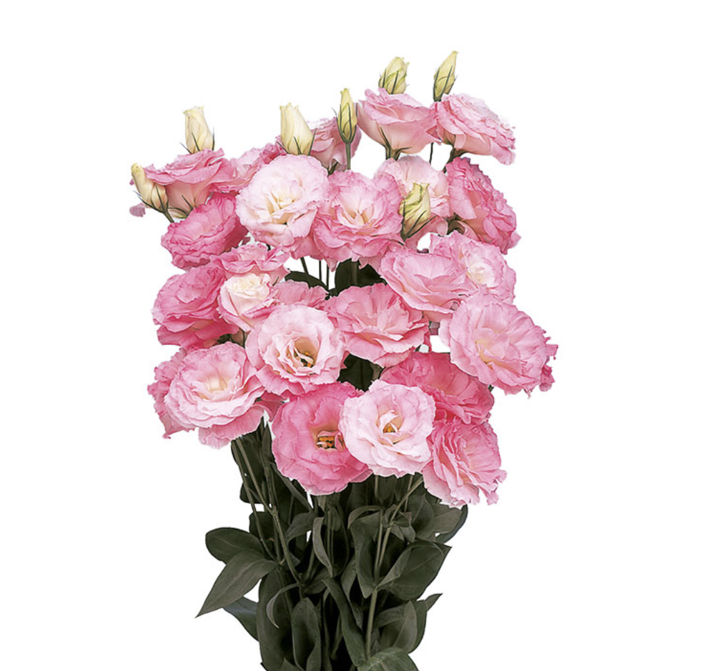 Lisianthus