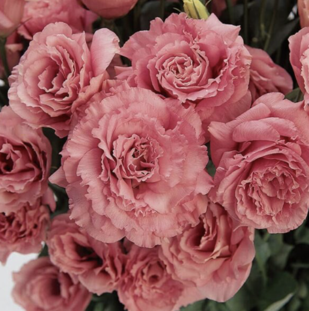 Lisianthus