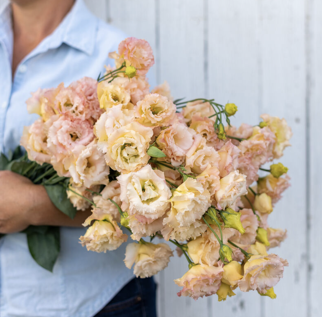 Lisianthus
