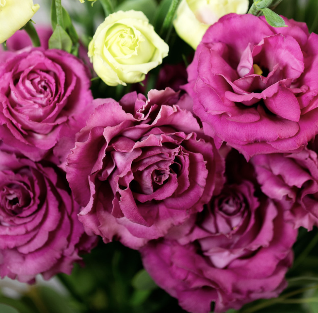 Lisianthus