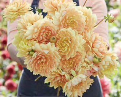Dahlia