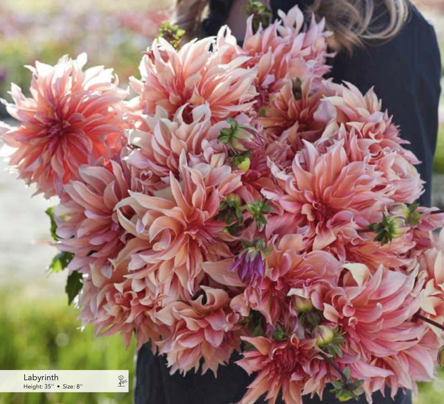Dahlia