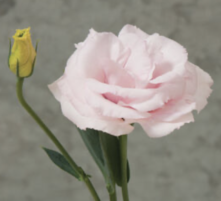 Lisianthus