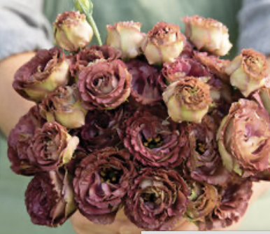 Lisianthus