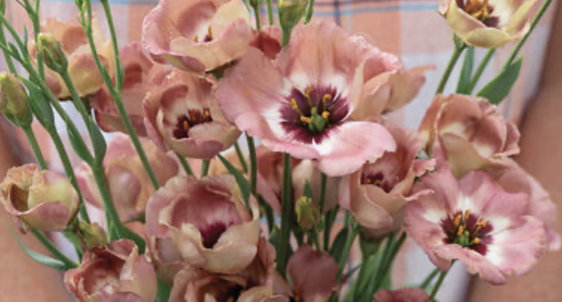 Lisianthus