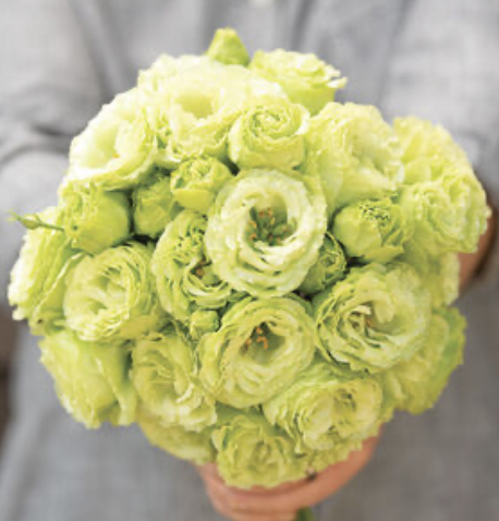 Lisianthus
