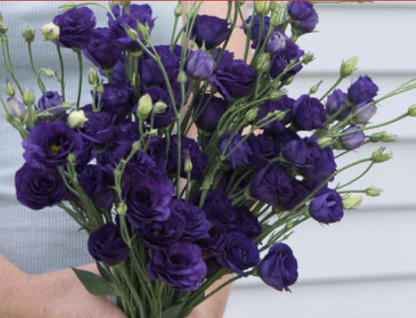 Lisianthus