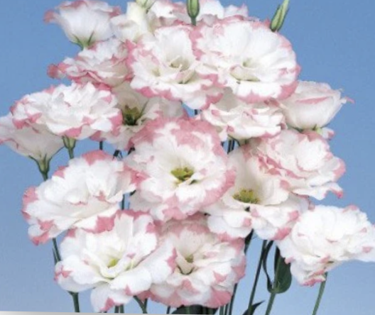 Lisianthus