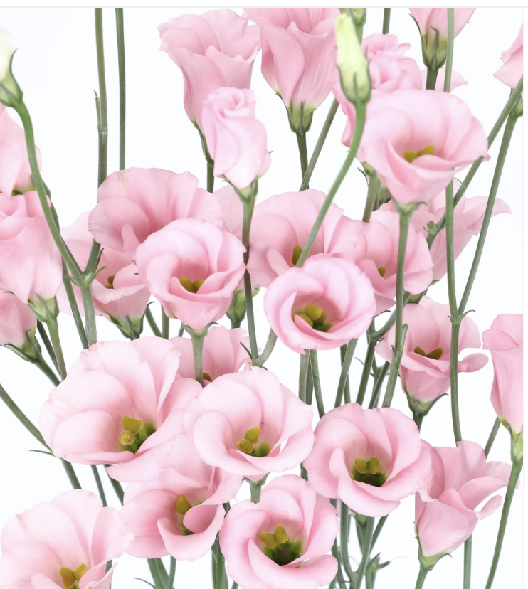 Lisianthus