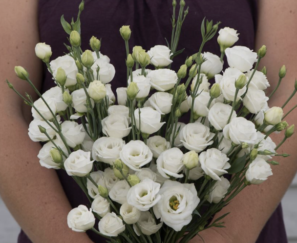 Lisianthus