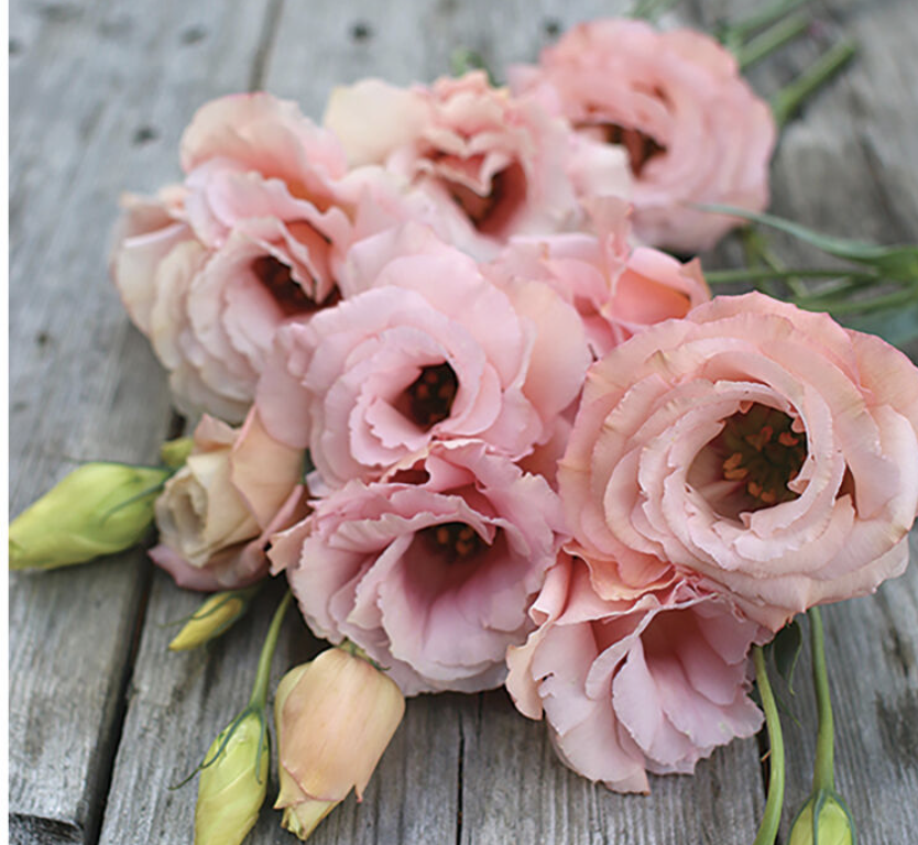 Lisianthus
