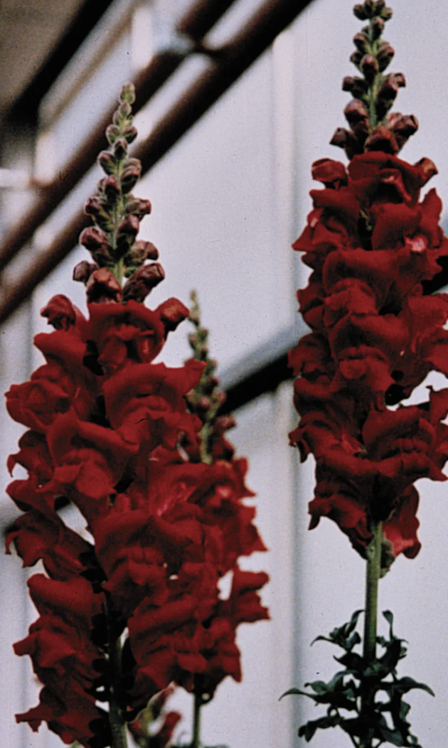 Snapdragon