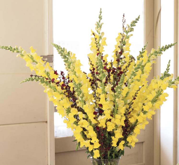Snapdragon