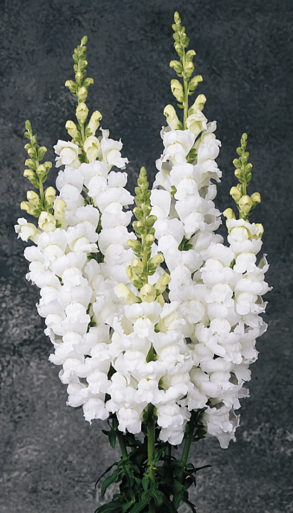 Snapdragon