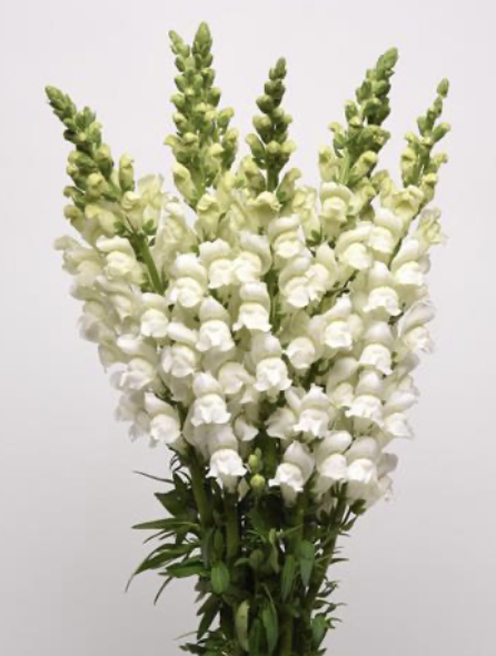 Snapdragon