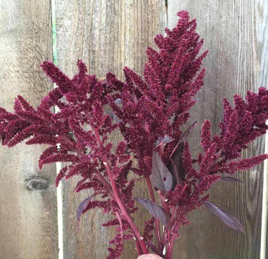 Amaranth