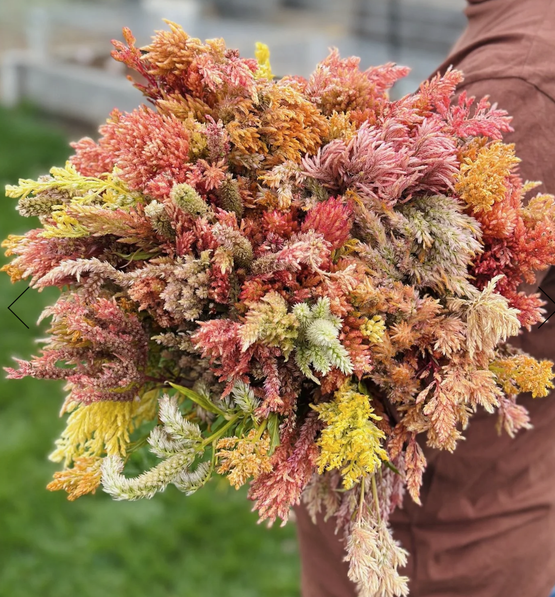 Celosia