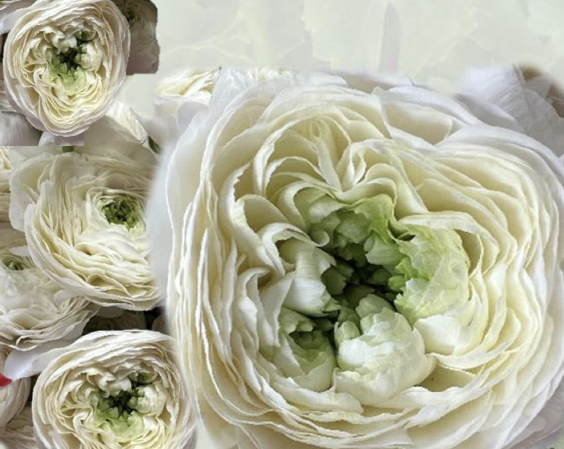 Ranunculus