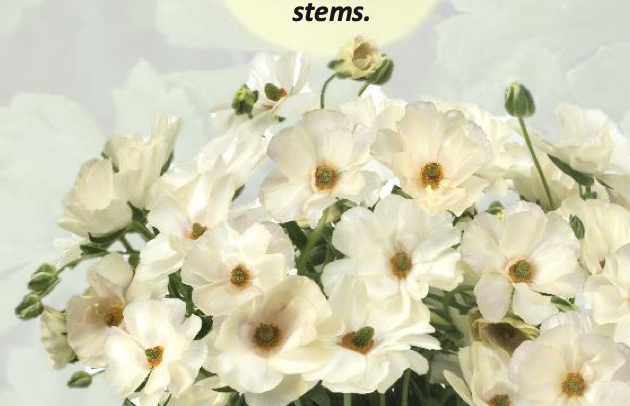 Ranunculus