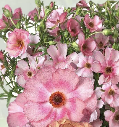 Ranunculus