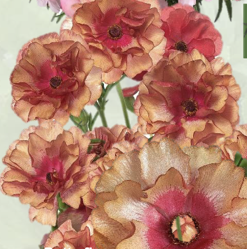 Ranunculus