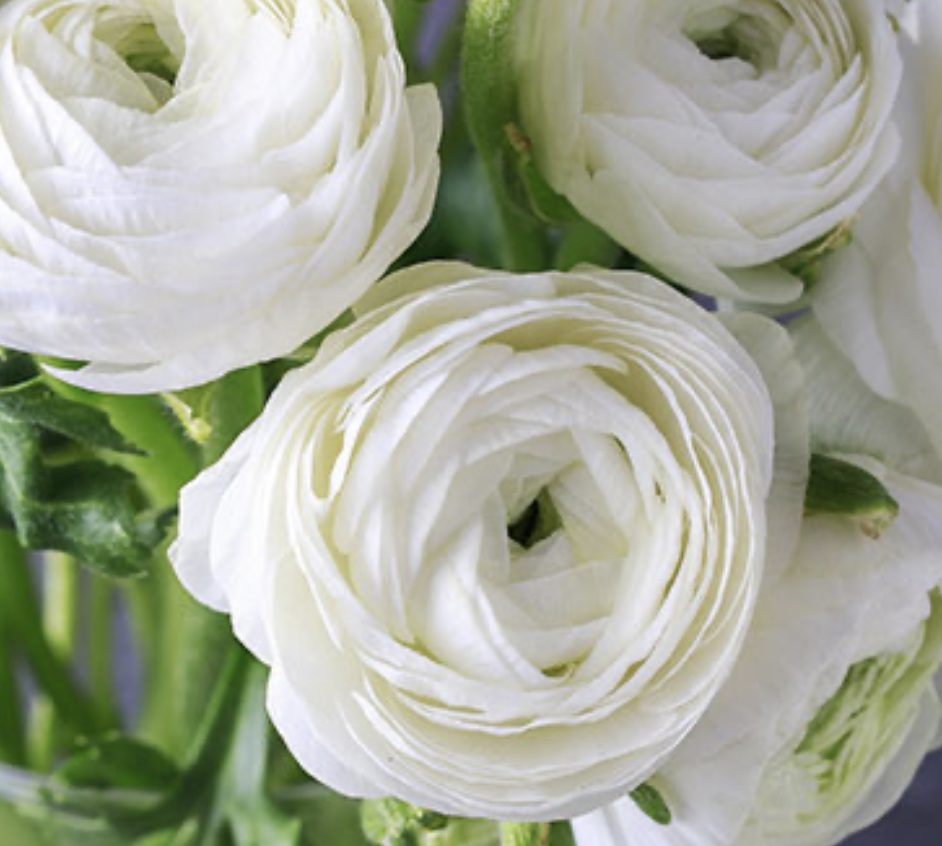 Ranunculus