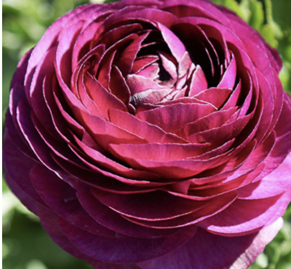 Ranunculus