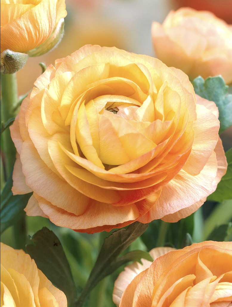 Ranunculus
