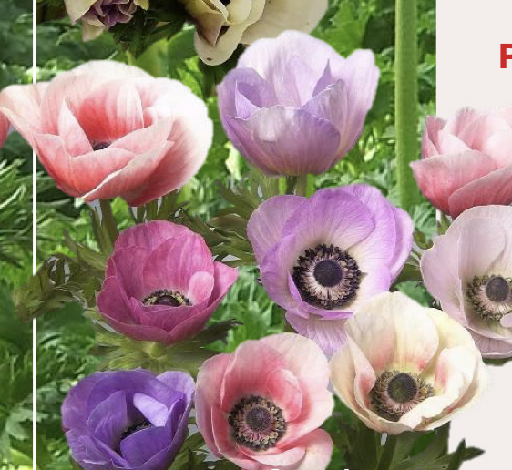 Anemone
