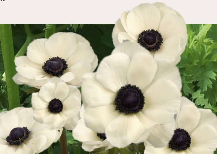 Anemone