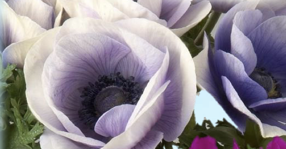 Anemone