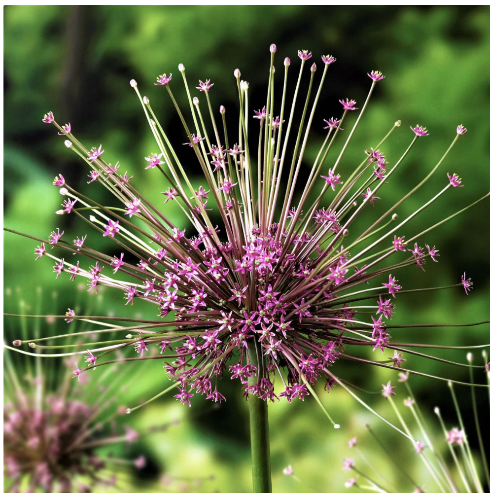 Allium