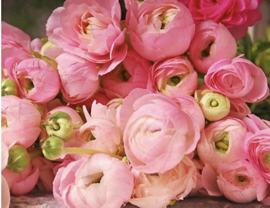 Ranunculus