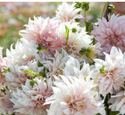 Dahlia