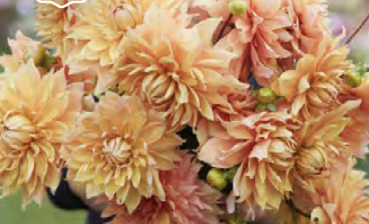 Dahlia