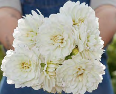 Dahlia