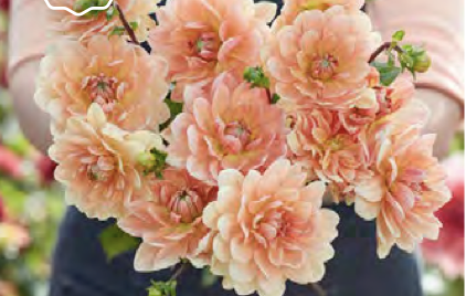 Dahlia