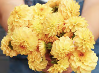 Dahlia