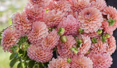 Dahlia