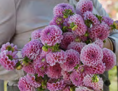 Dahlia