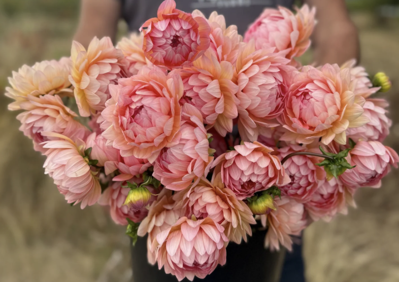 Dahlia