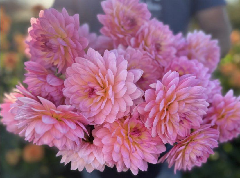 Dahlia