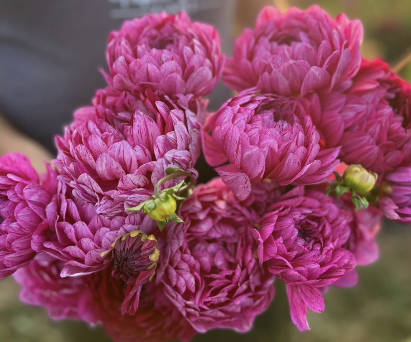Dahlia