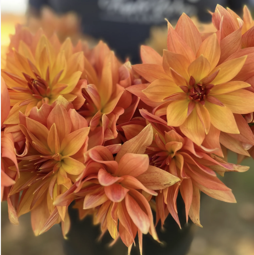 Dahlia