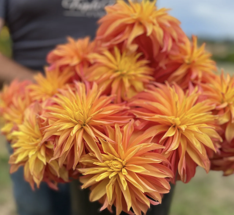 Dahlia