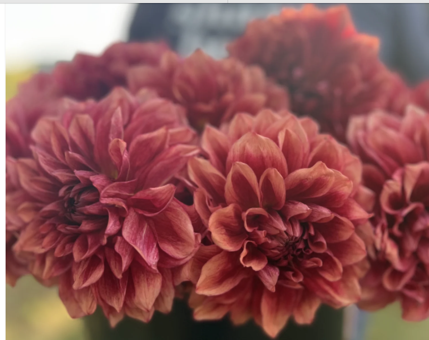 Dahlia