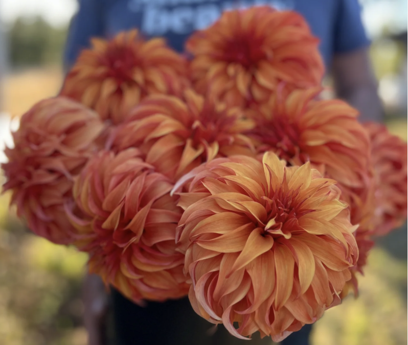 Dahlia