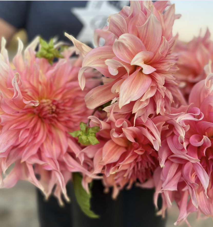 Dahlia